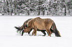 playing Icelandic Horses