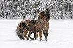 walking Icelandic Horses