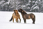 playing Icelandic Horses