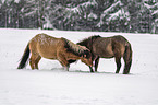 playing Icelandic Horses