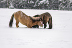 playing Icelandic Horses