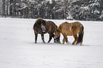 playing Icelandic Horses