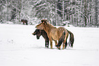 playing Icelandic Horses