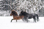 running Icelandic Horses
