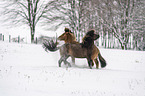 playing Icelandic Horses