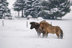 playing Icelandic Horses