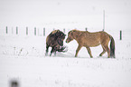 playing Icelandic Horses