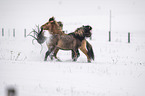 playing Icelandic Horses