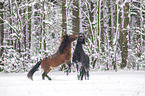 playing Icelandic Horses