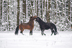 playing Icelandic Horses