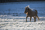 trotting Icelandic Horse