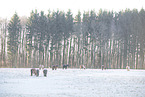 Icelandic Horses