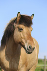Icelandic Horse portrait