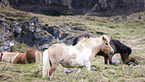 standing Icelandic Horse