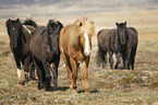 Icelandic Horses on the meadow