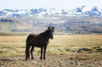 standing Icelandic Horse