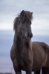 standing Icelandic Horse