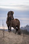 standing Icelandic Horse