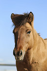 Icelandic Horse portrait