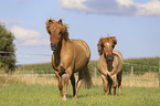 walking Icelandic Horses