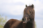 Icelandic Horse portrait