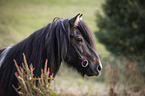 Icelandic Horse portrait