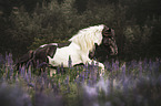 galloping Icelandic horse