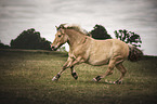 galloping Icelandic horse