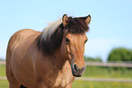 Icelandic horse portrait
