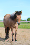 Icelandic horse