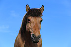 Icelandic horse portrait