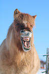Icelandic horse portrait