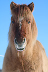 Icelandic horse portrait