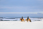 riders on Icelandic horses