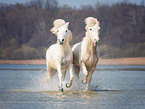 Icelandic horses