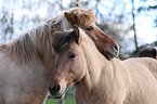 2 Icelandic horses