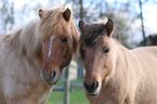 2 Icelandic horses