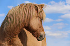 Icelandic horse portrait