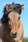 Icelandic horse portrait