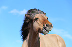 Icelandic horse portrait