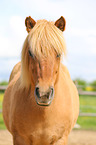 Icelandic horse portrait