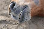 Icelandic horse mouth