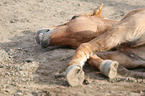 lying Icelandic horse