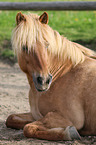 lying Icelandic horse