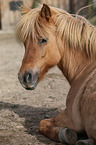 lying Icelandic horse