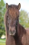 Icelandic horse portrait