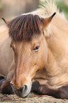 lying Icelandic horse