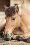 lying Icelandic horse