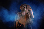 Icelandic Horse with holi powder