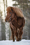 walking Icelandic horse